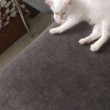 Алтайский котёнок