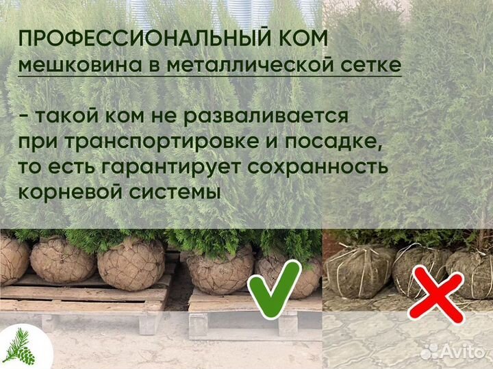 Туя Смарагд 1,3м - для посадки летом