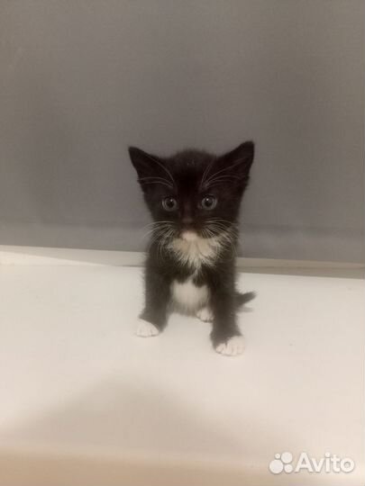 Отдам в добрые руки котят