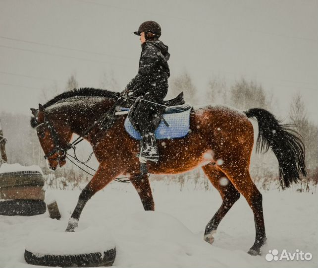 Аренда лошади