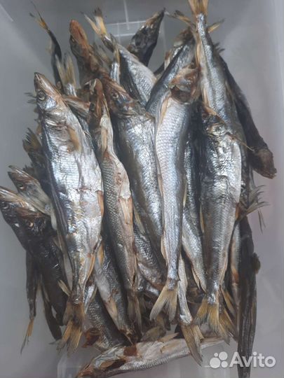 Рыба, палтус, нерка, чавыча