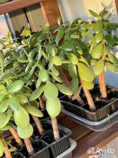 Толстянка/крассула/денежное дерево