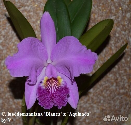 Орхидея сортовая каттлея