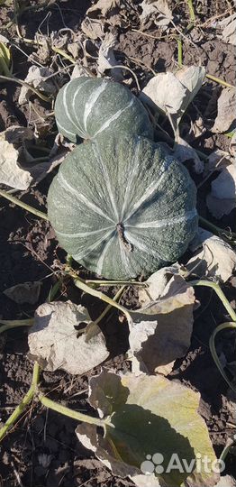 Тыква жаба мраморная,и лазурная