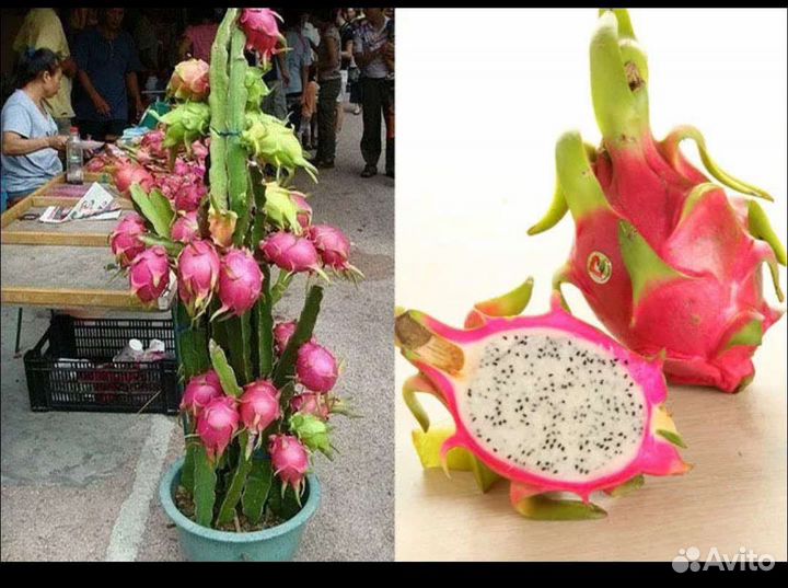 Питахайя саженцы(рассада) в отдельных горшочках