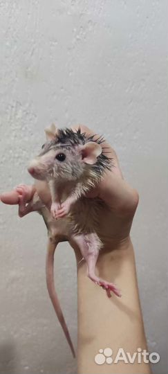 Декоративные крысы Дамбо