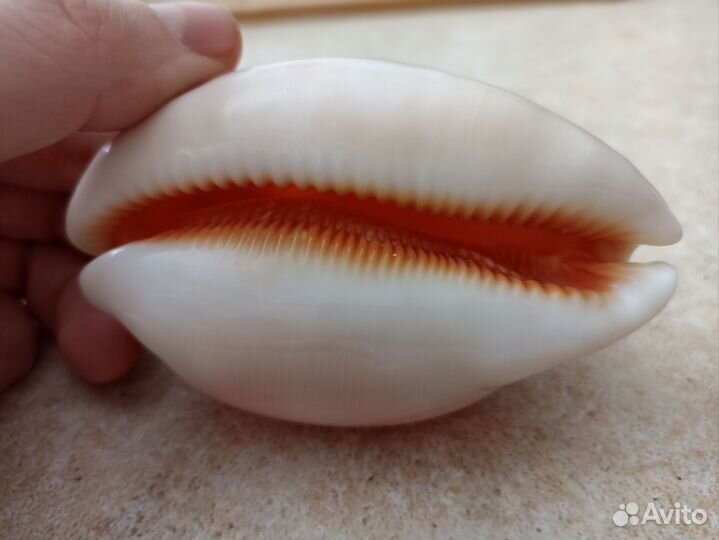 Cypraea aurantium