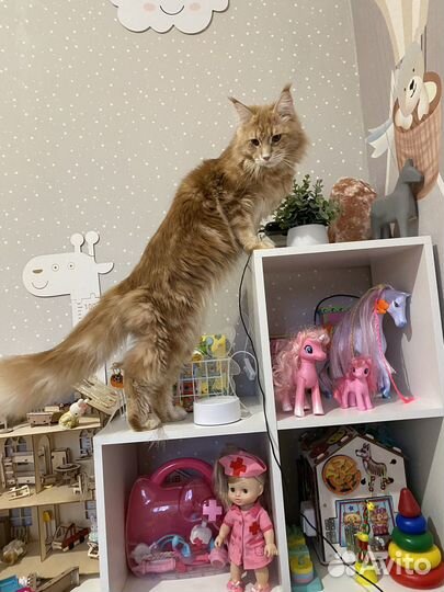 Кот мейн-кун