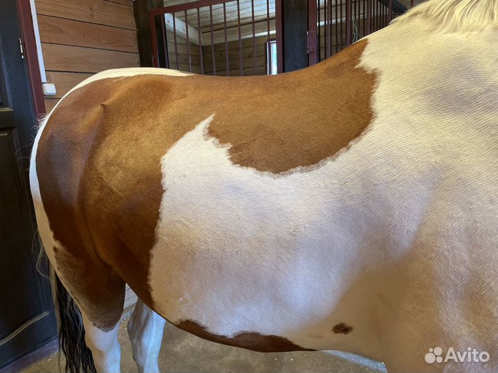 Стрижка лошадей