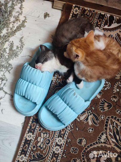 Кошки в добрые руки