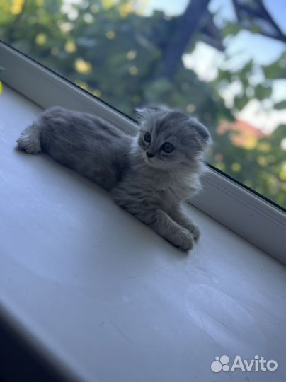 Шотландские вислоухие котята