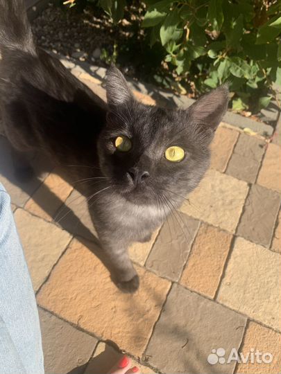 Кот в добрые руки