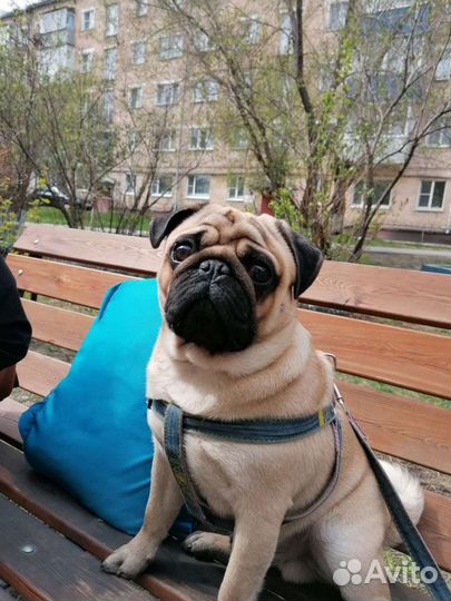 Мопс вязка