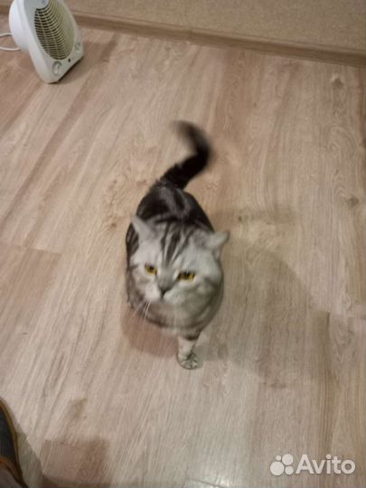 Шотландский кот вязка