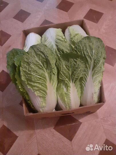 Капуста пекинская