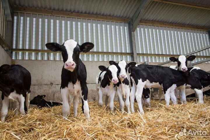 Бычки от 1 месяца