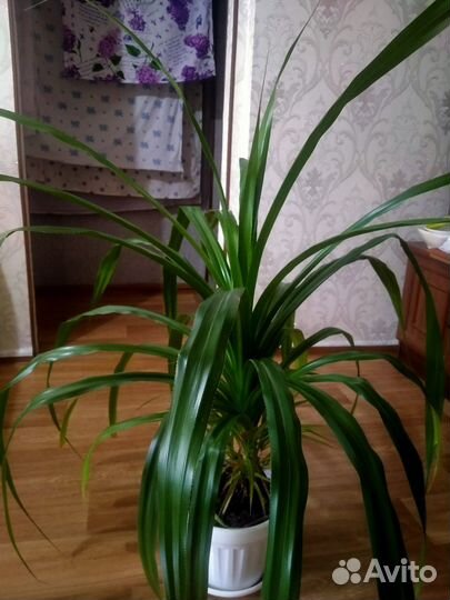 Пальма панданус