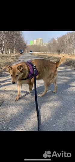 Собака Моня