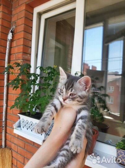 Кошки в добрые руки