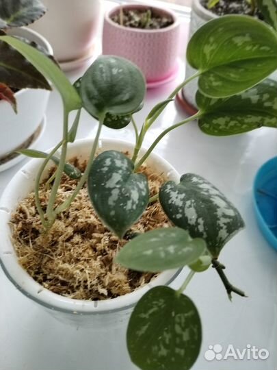 Сциндапсус