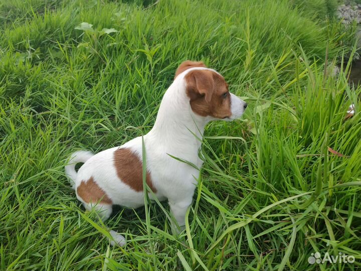 Джек Рассел тepьep