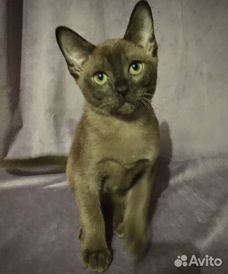 Европейская Бурма - котята