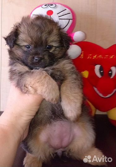 Померанский шпиц мини