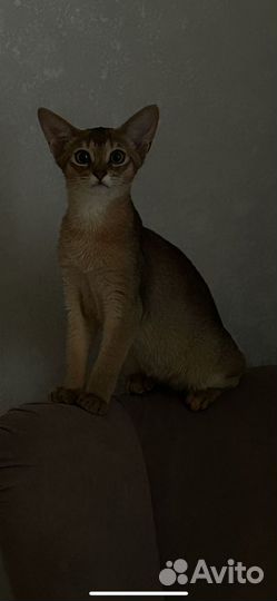Абиссинская кошка