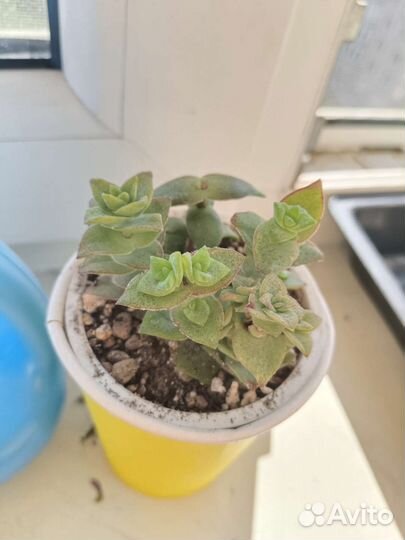 Разные суккуленты от