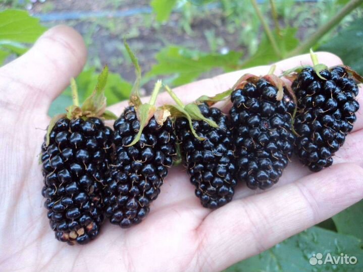 Саженцы Ежевики Торн - Фри