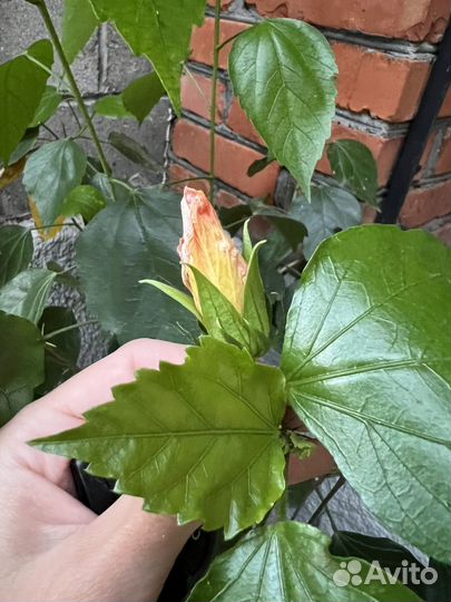 Гибискус комнатный