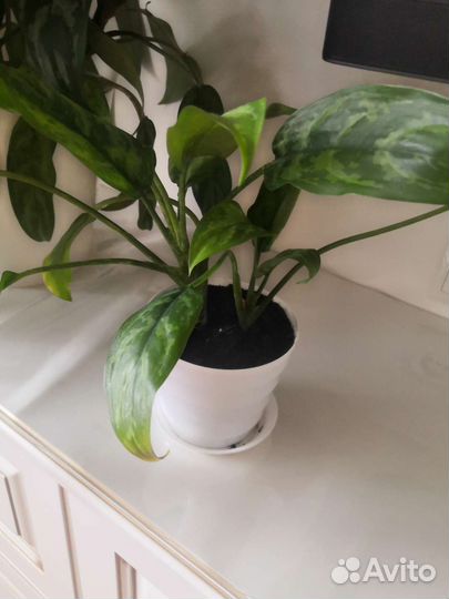 Комнатные растения. Аглаонема