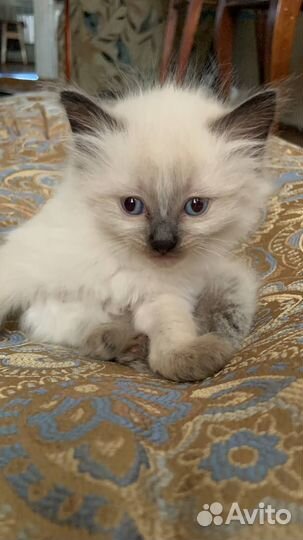Котята рэгдолл с документами и без