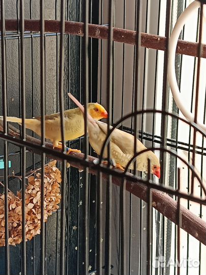 Амадины. Тростниковые астрильды