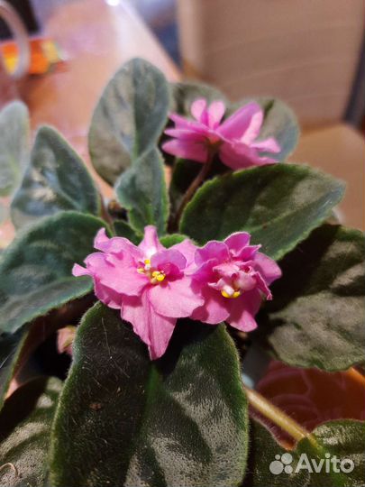 Фиалка в горшках