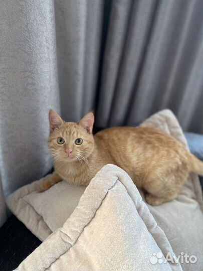 Котенок Лаки