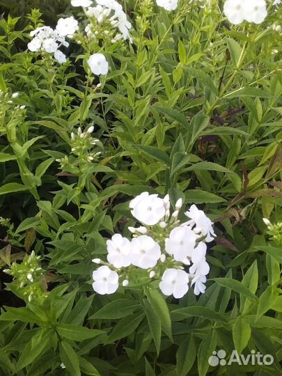 Продаются цветы