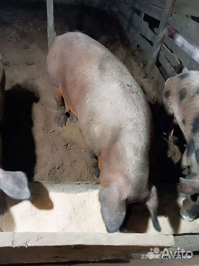 Продам 2 хряков Дюрок 20000т-р второй 15000т-р