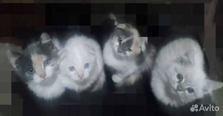 Котята в добрые руки. бесплатно