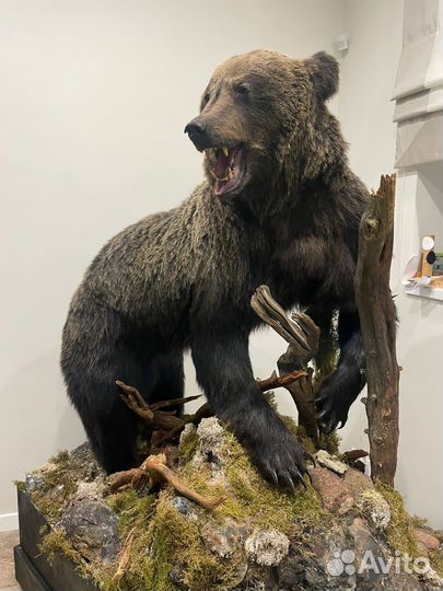 Медведь чучело имитация