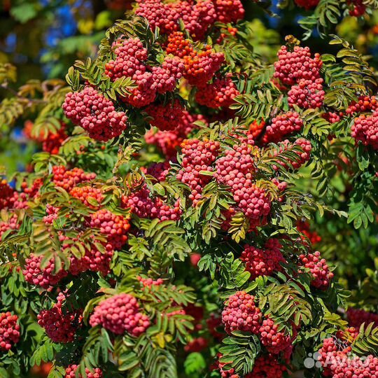 Саженцы рябины 8 сортов окс