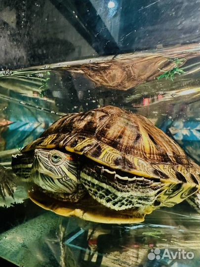 Черепаха с аквариумом