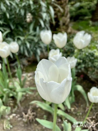 Многолетние цветы