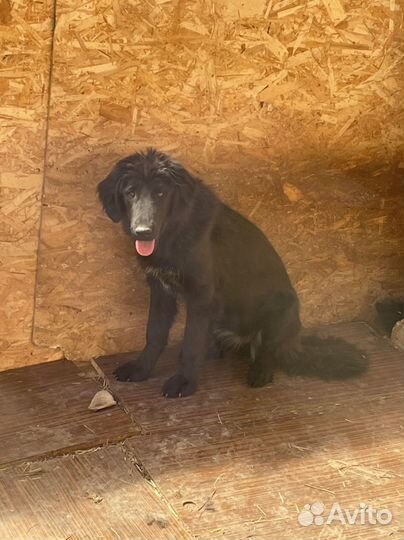 Собака монгольский банхар