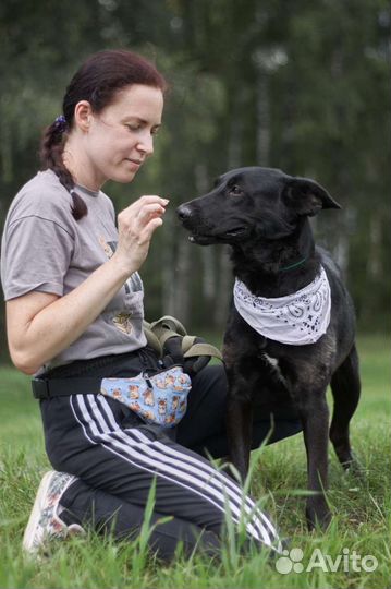 Молодой пёсик в добрые руки