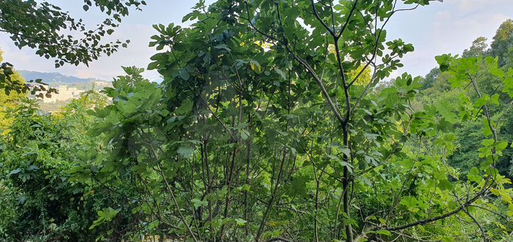 Участок 3,2 сот. (СНТ, ДНП)