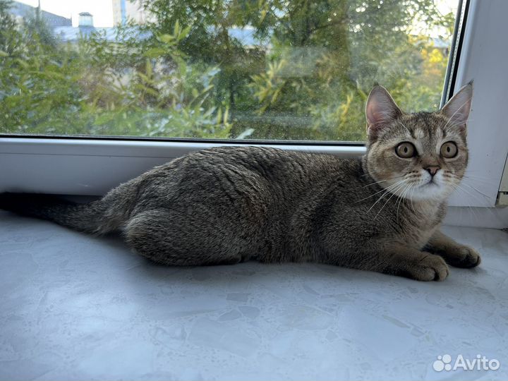 Кот в хорошие руки