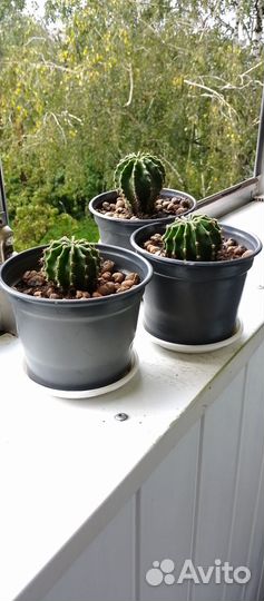 Детки кактуса большие