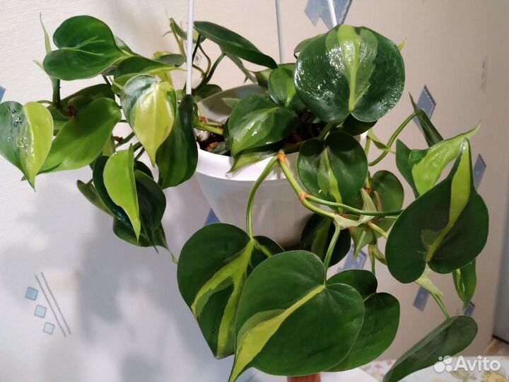 Филодендроны