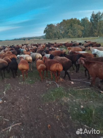 Продам курдючных баранов на племя